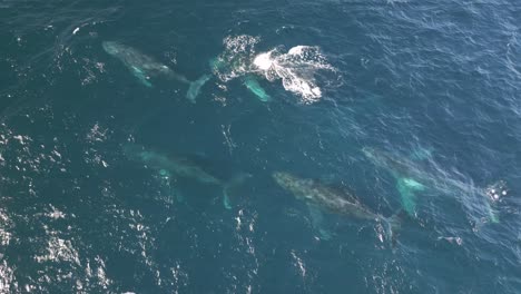 hermosos grupos de ballenas familia migrando a través del azul océano pacífico en la costa de australia