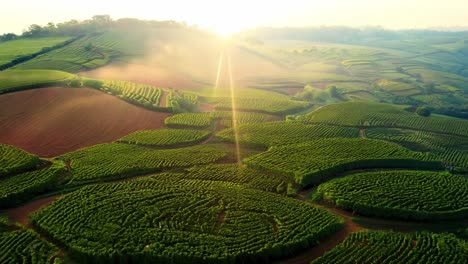 aerial view of a beautiful green farm landscape at sunrise