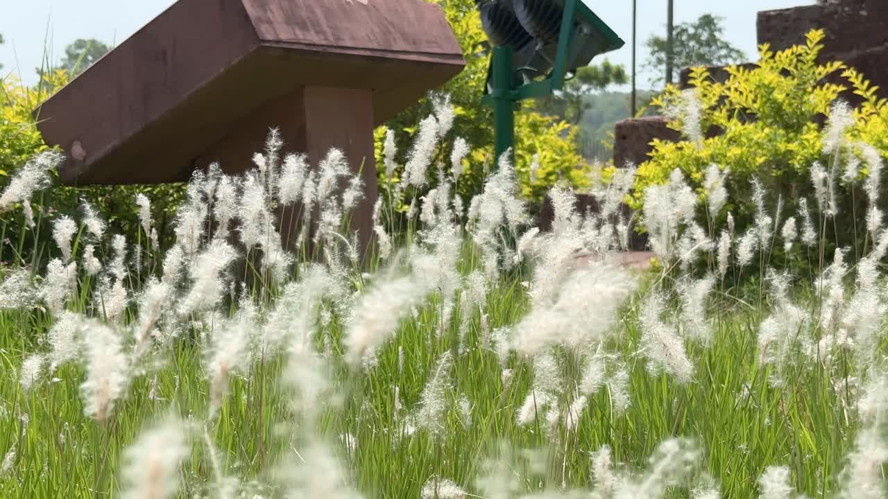 Close up meadow with white grass flower of green farm field