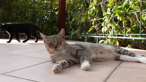 domestic cat stretched out on tiles in the shade