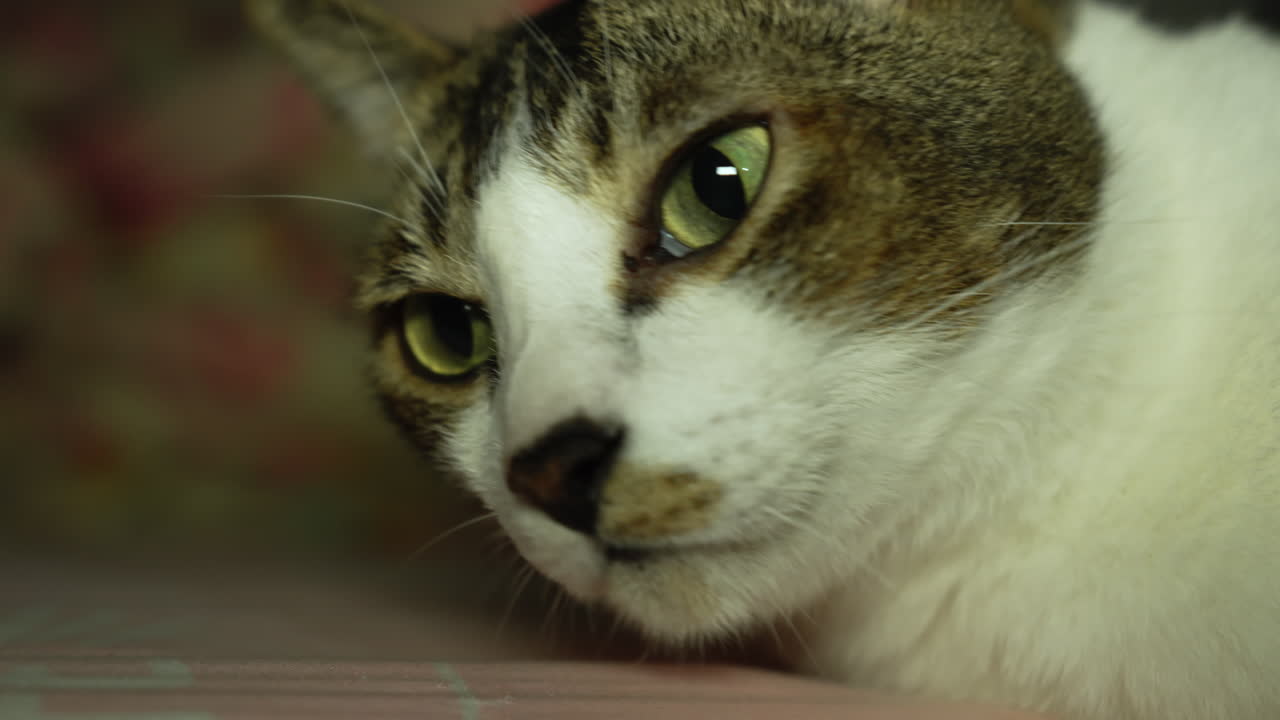 졸린 표정의 고양이