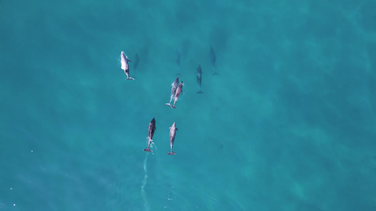 A family pod of Dolphins playfully glide through the ocean water hunting for food