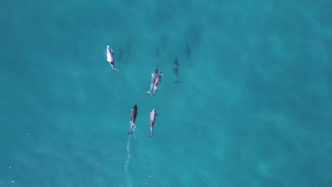 a family pod of dolphins playfully glide through the ocean water hunting for food