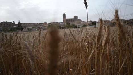 golden wheat field with a historic village church in the background