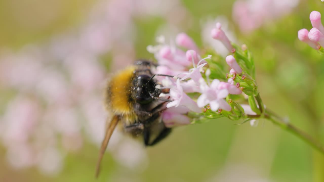 Bumblebee collects flower nectar at sunny day. Bumble bee in macro shot in slow motion.