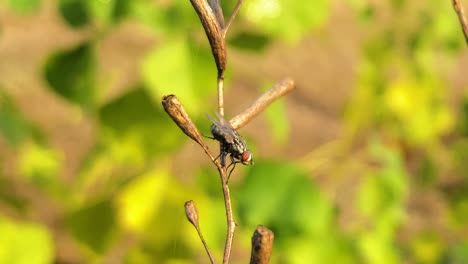 una foto macro de una mosca en una rama de hierba balanceándose en el viento