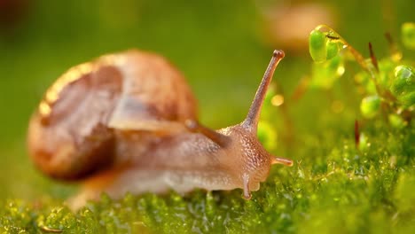 Close-up of a snail slowly creeping in the sunset sunlight.