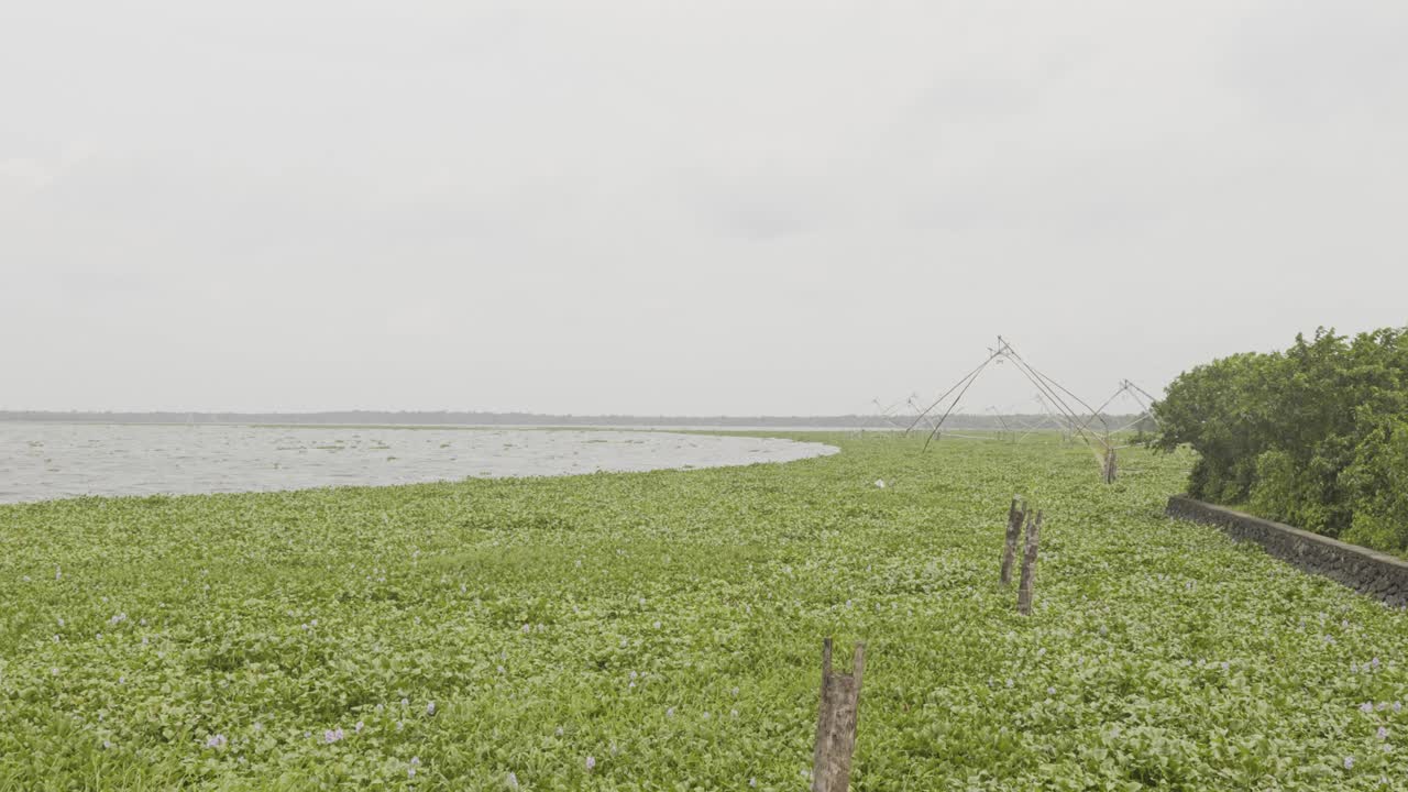 африканский речный мох, таннермукам бунд, набережная и мох, сальвиния молеста, мангровые леса