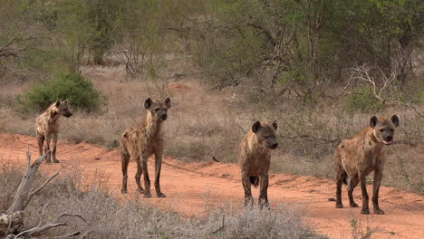 hyenas standing on a dirt path, watching intently at something off camera