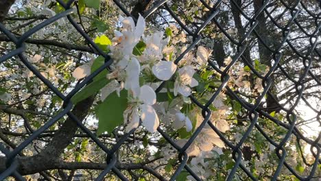 Weiße-Blumen-Durch-Maschendrahtzaun