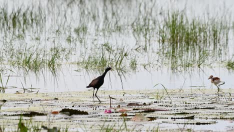 Baby-bird-runs-to-the-right-and-back-as-the-parent-bird-shows-how-to-hunt-for-food,-Bronze-winged-Jacana-Metopidius-indicus,-Thailand