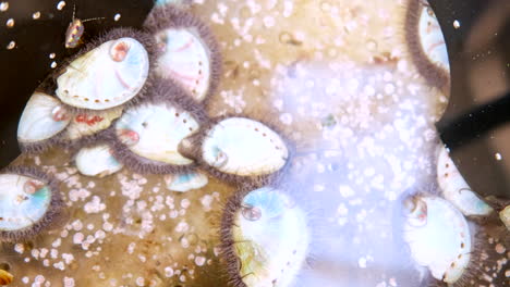 tiny abalone spat crawl around bottom of tank on abalone farm, aquaculture