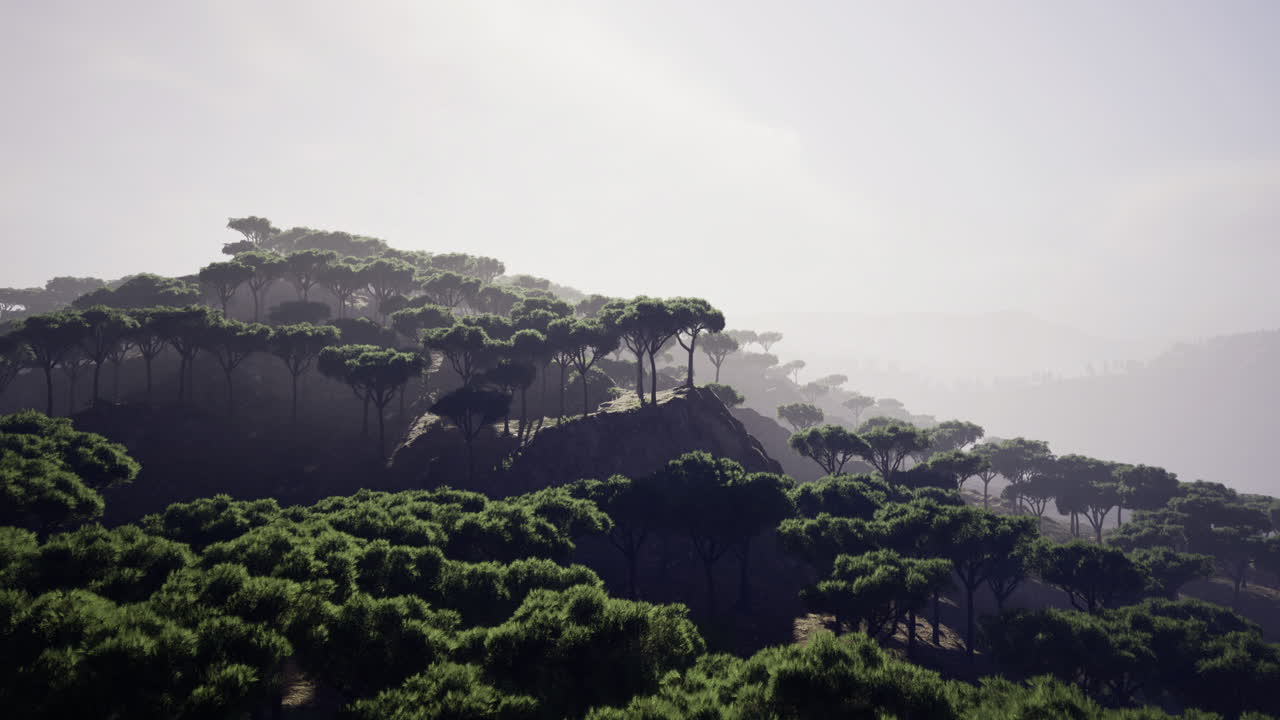 Lush greenery spreads across a misty hillside at dawn in a serene landscape