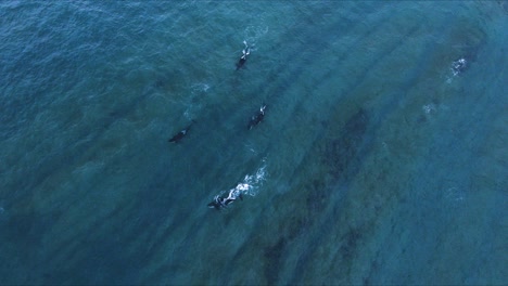 Vista-Aérea-De-Ballenas-Asesinas,-Subiendo-A-La-Superficie-En-Península-Valdez,-Patagonia---Orcinus-Orca---Cámara-Lenta,-Disparo-De-Drones