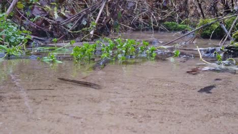 super slow motion of a puddle on the forest, with bushes and leaves in background