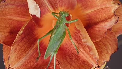 Eine-Nahaufnahme-Von-Oben-Einer-Grünen-Großen-Heuschrecke,-Die-Auf-Einer-Orange-Blühenden-Blume-Sitzt