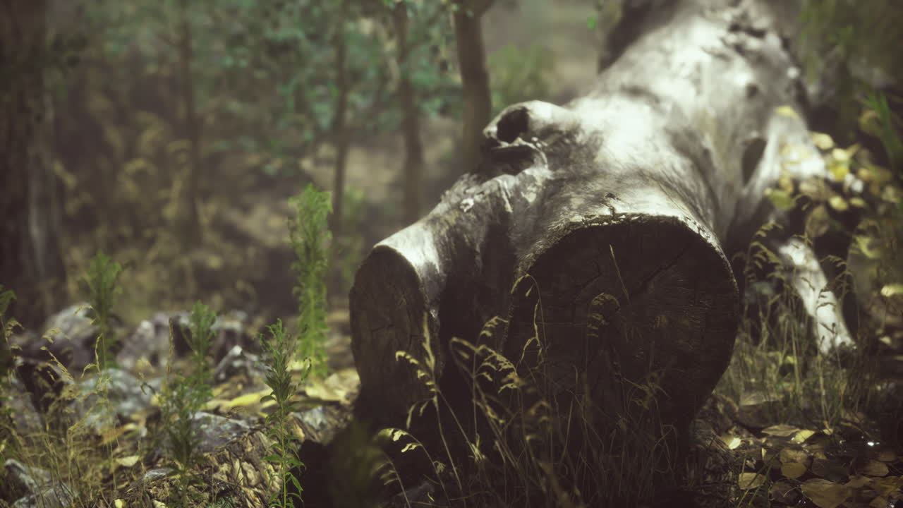 Forest log resting among greenery in a tranquil natural setting
