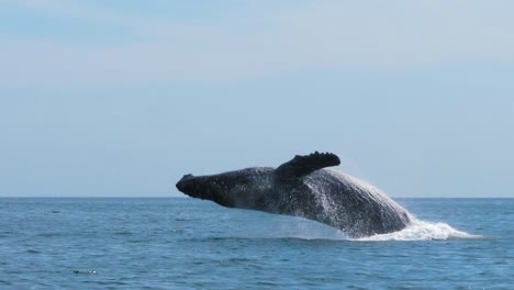 giant whale jumps out of the ocean and makes a big splash