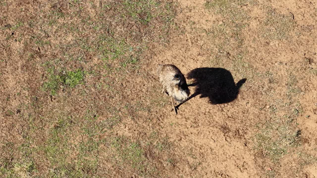 An emu walks slowly across sunlit, patchy grassland. Captured from directly overhead with steady drone footage, strong midday shadows enhance the natural setting