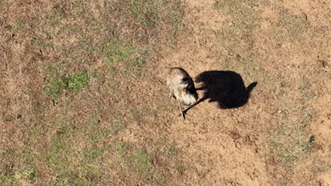 An emu walks slowly across sunlit, patchy grassland. Captured from directly overhead with steady drone footage, strong midday shadows enhance the natural setting