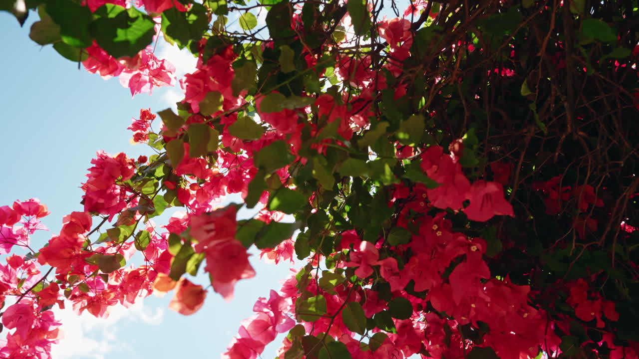 Fiori rossi baciati dal sole