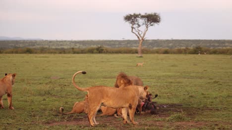 Orgullo-De-Leones-Devorando-Una-Matanza-De-ñus-En-Un-Safari-En-La-Reserva-De-Masai-Mara-En-Kenia,-África