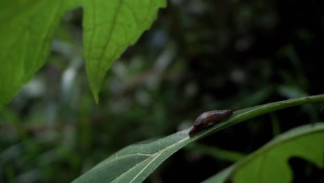 close up shot of brown baby snail resting on leaf in the middle tropical forest of indonesia