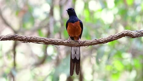 shama de rabadilla blanca encaramado en una vid con fondo bokeo del bosque, copsychus malabaricus, velocidad original