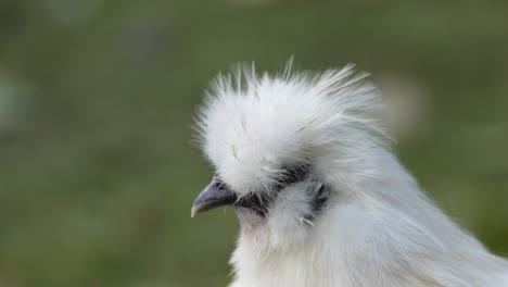 silkie hen moving head, green background