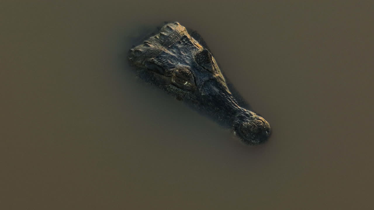 Crocodile Head Emerging from Dark Water