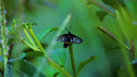 close-up of black moth on green leaf the golden-backed snipe fly