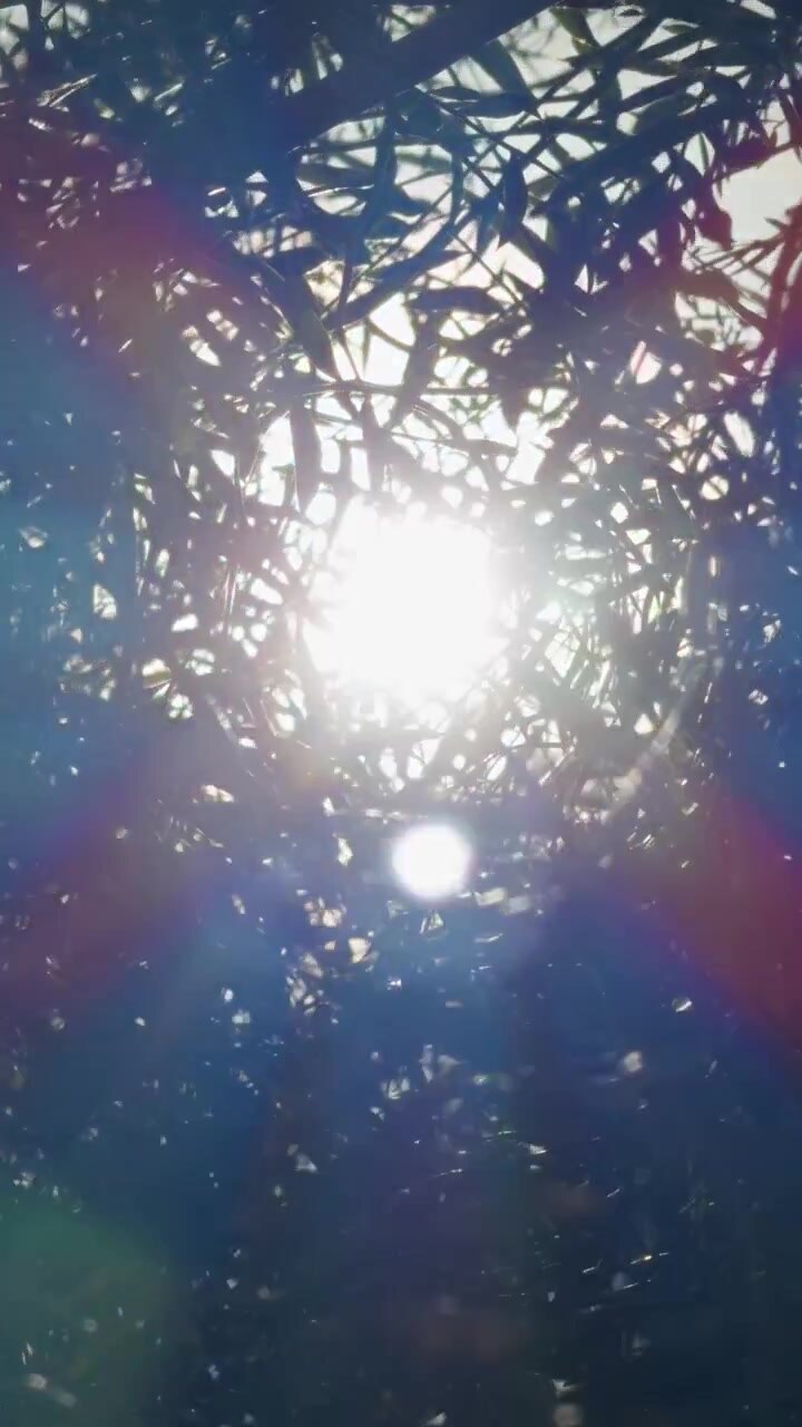 La luce solare filtra attraverso le foglie degli ulivi