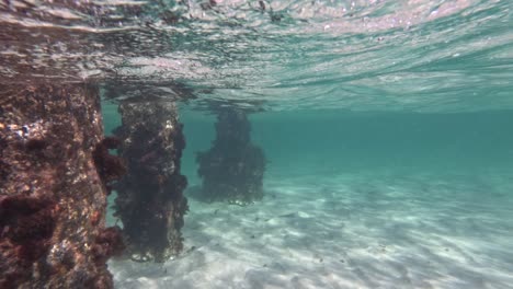 underwater scene with pier pilons and seaweed