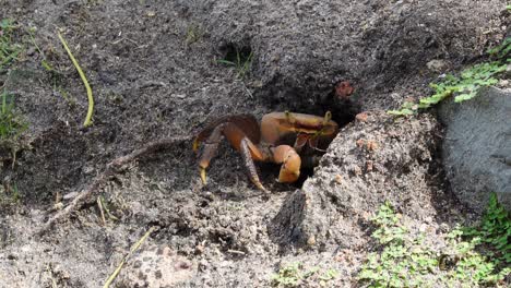 un cangrejo entrando en su agujero a lo largo del lado de un arroyo