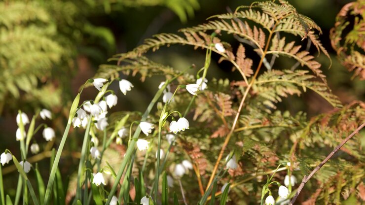 Delicati fiori bianchi a fiocco di neve sbocciano tra felci verdi sotto una luce solare soffusa in Australia