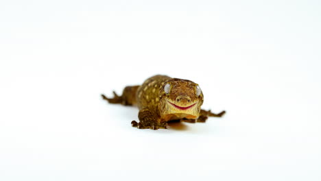 tokay gecko isolated on white background - rack focus to liking eyes with tongue