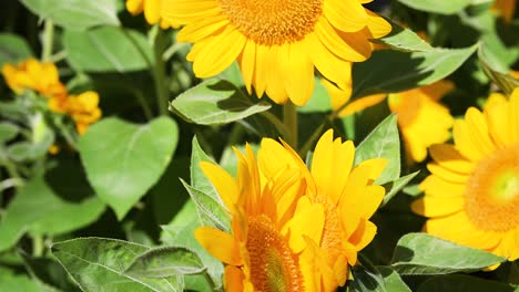 primer plano de hermosos girasoles amarillos