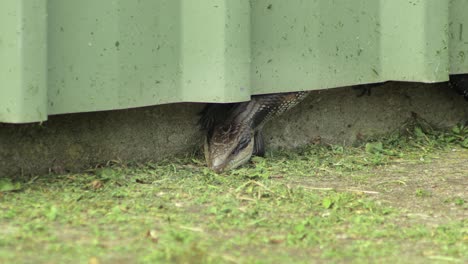 blue tongue lizard sticking head out of shed