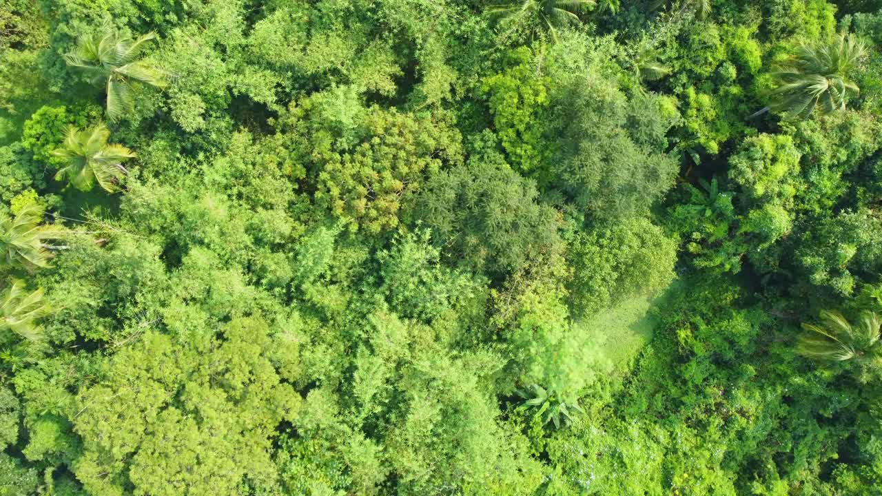 vista aérea o superior del bosque verde profundo o la jungla