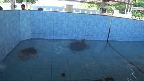 Baby-turtles-in-a-breeding-pond