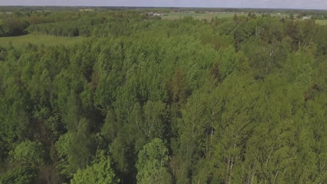 Deciduous-Forest-Tree-Tops-On-A-Sunny-Day