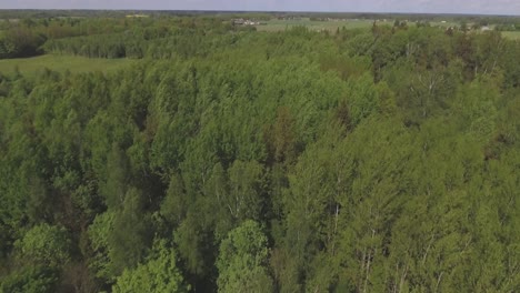 Deciduous Forest Tree Tops On A Sunny Day