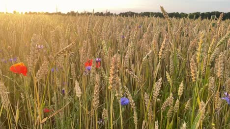 Zeitlupe-Eines-Bunten-Weizenfeldes-Mit-Mohnblumen-Bei-Sonnenuntergang