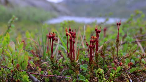 arctic tundra. beautiful nature norway natural landscape. tundra vegetation is composed of dwarf shrubs, sedges, grasses, mosses, and lichens.