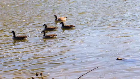 two groups of canadian geese swimming upstream against a fast current