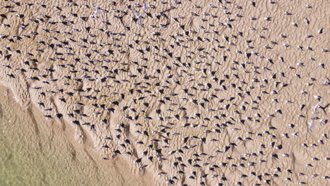 Die-Drohne-Steigt-Vor-Dem-Start-Auf-Eine-Herde-Von-Seeschwalben-Herab,-Die-Auf-Einer-Sandbank-Sitzen