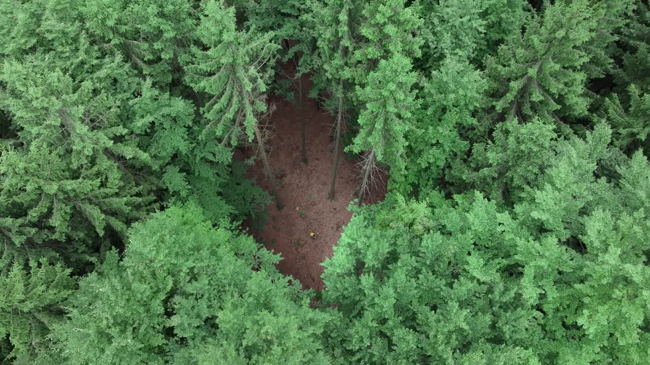 A traveler in the forest walks through a clearing in a green forest. Bird's eye view, Czech Republic