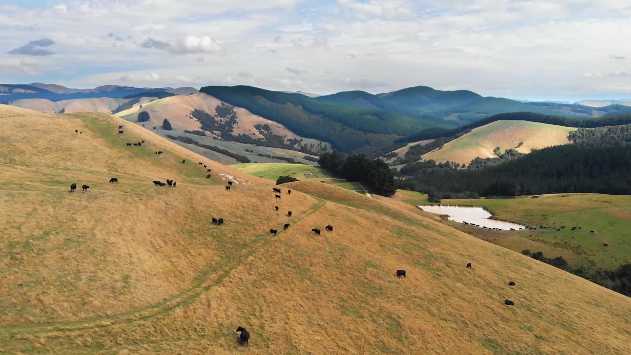 En stor flok sorte køer, græssende på en bakke i New Zealand