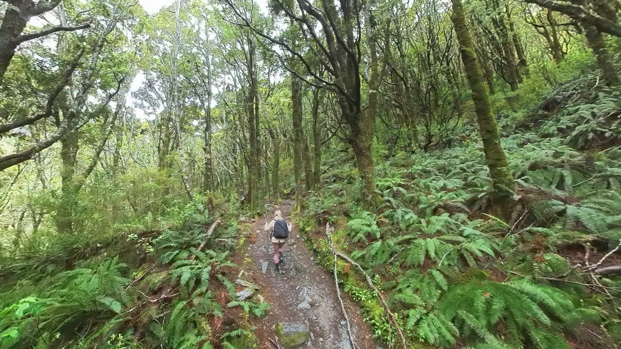 turista femenina caminando por el bosque nativo en nueva zelanda, ruta de senderismo rob roy