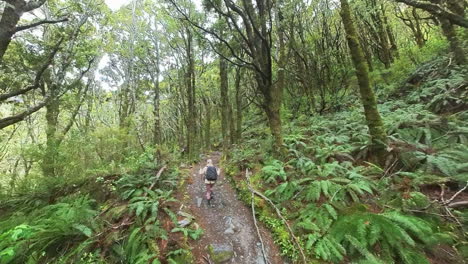 female tourist trekking through native forest in new zealand, rob roy hike track